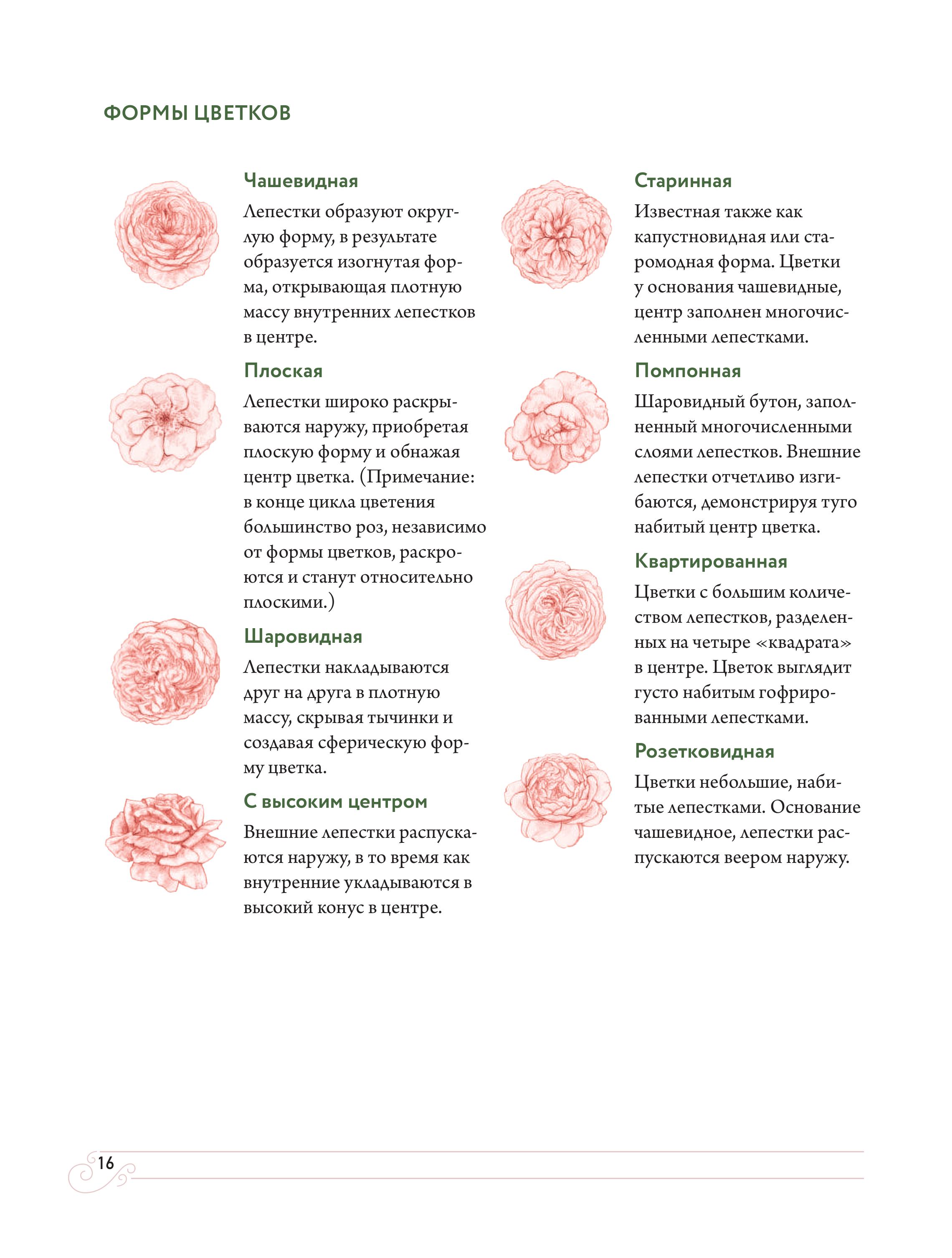 Книга БОМБОРА Садовые розы. Полное руководство по выращиванию - фото 8