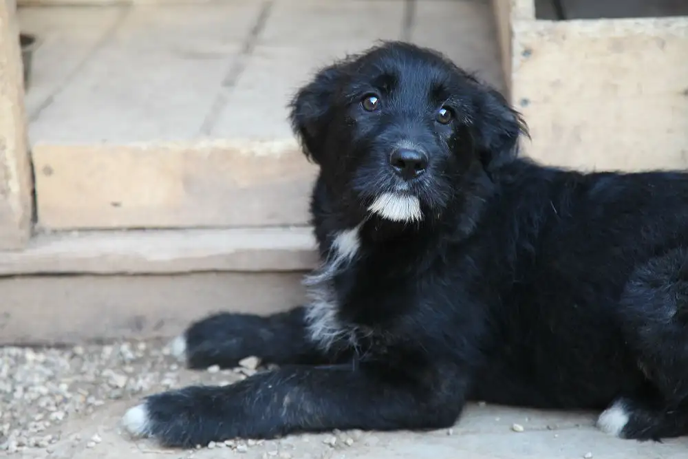 Собака Далина - фото 5