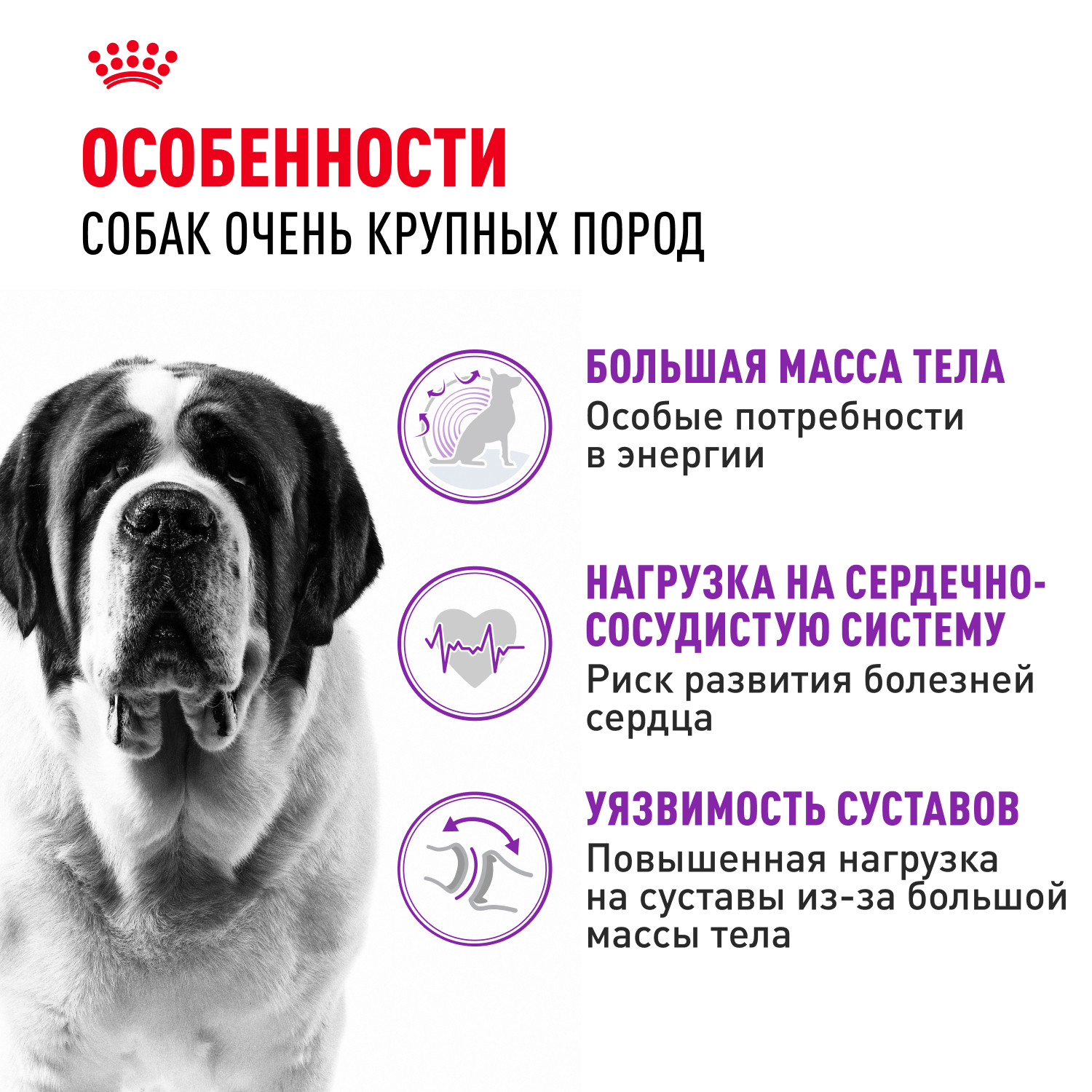 Корм для собак ROYAL CANIN гигантских пород более 45кг 15кг - фото 2