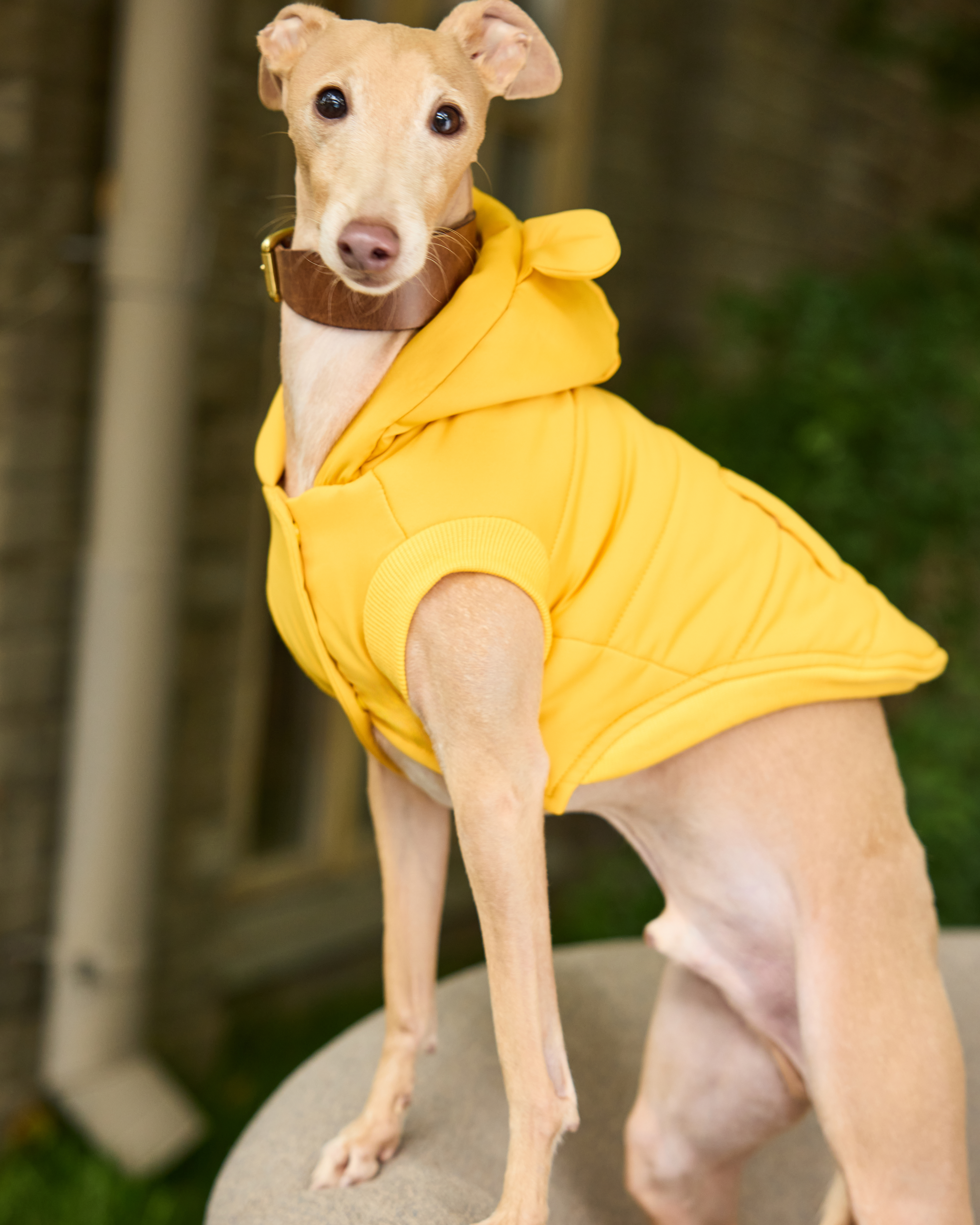 Жилет для собак и кошек Зоозавр - фото 1