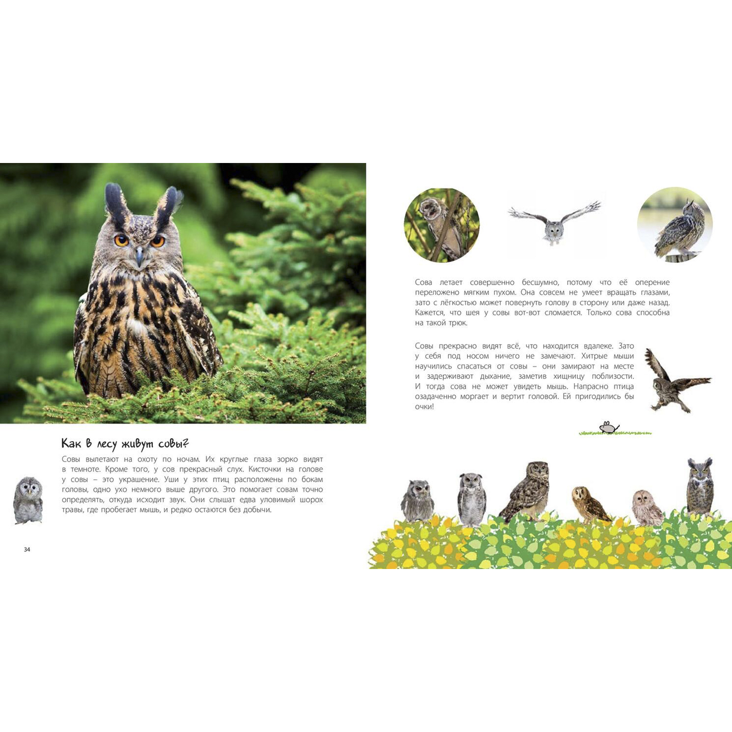 Книга ЭНАС-книга Таинственный лес - фото 6