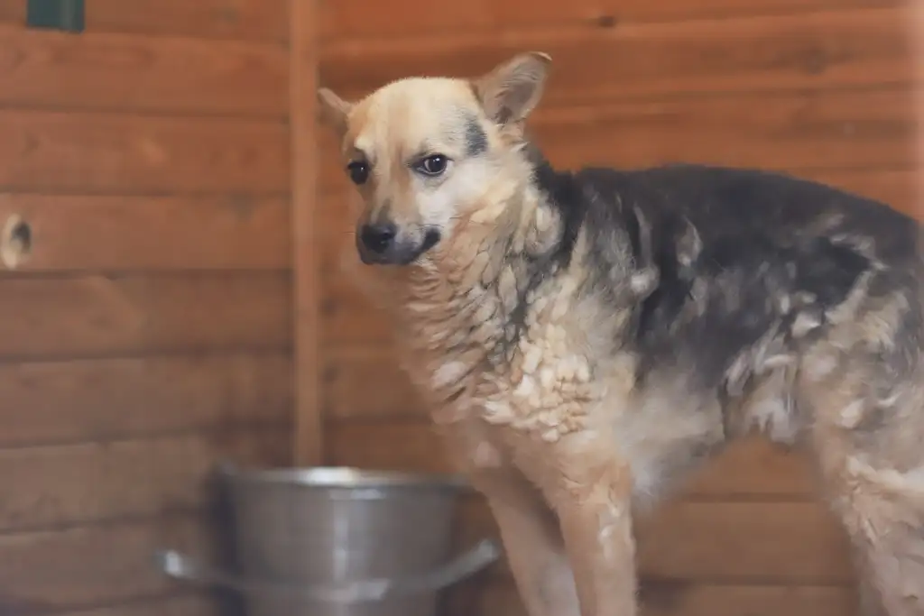 Собака Дарик - фото 2