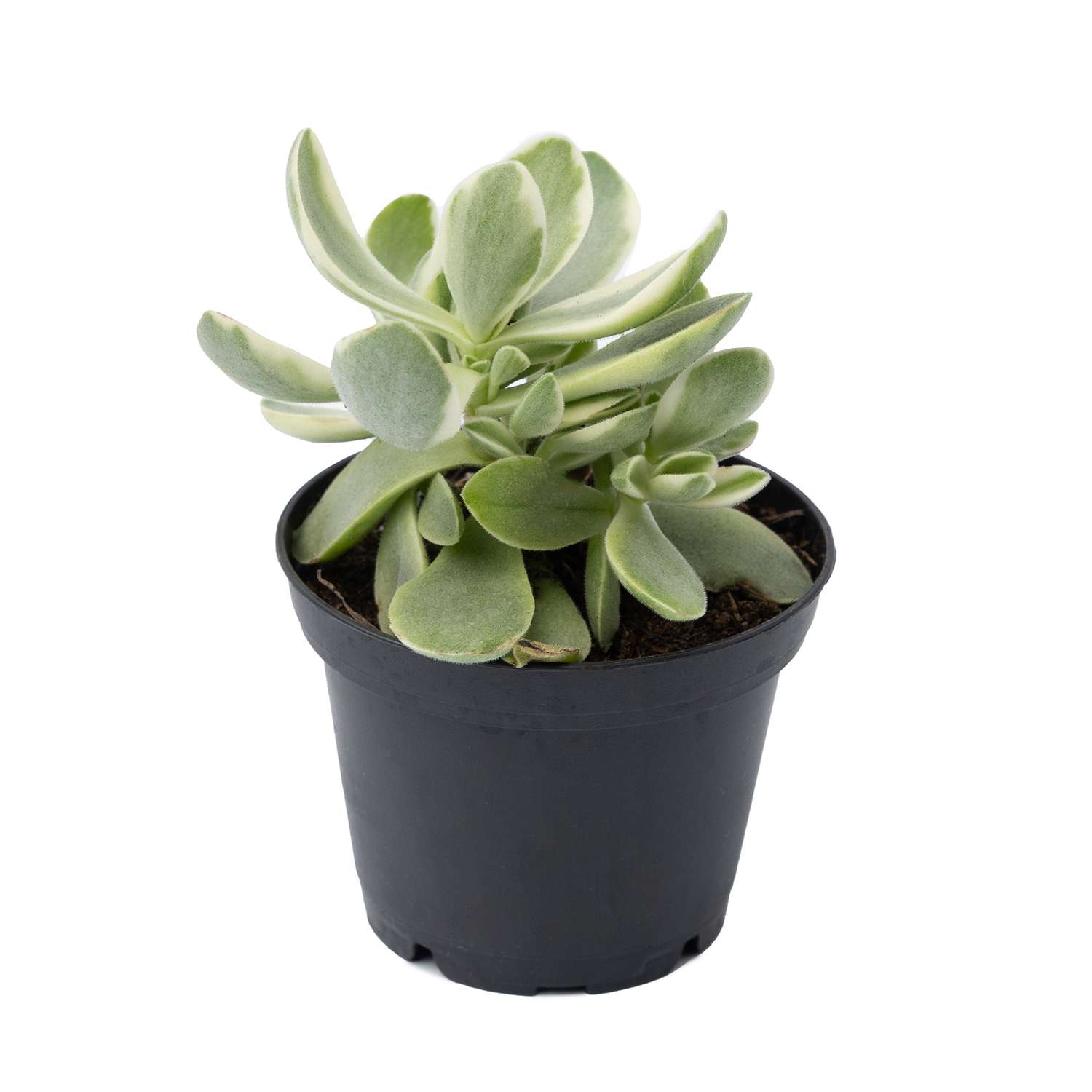 Растение ЕТК Суккуленты D7 в ассортименте - фото 15