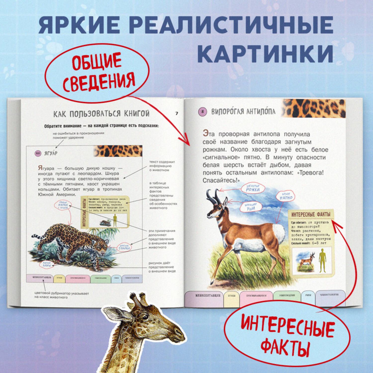 Книга Эксмо Все животные с крупными буквами - фото 2