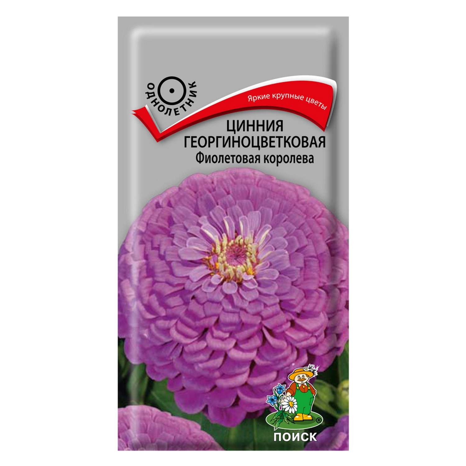 Цинния . георгиноцветковая Фиолетовая королева 0.4г - фото 1