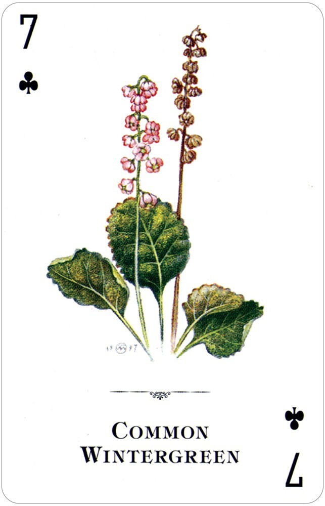 Настольная игра US Games Systems - фото 3