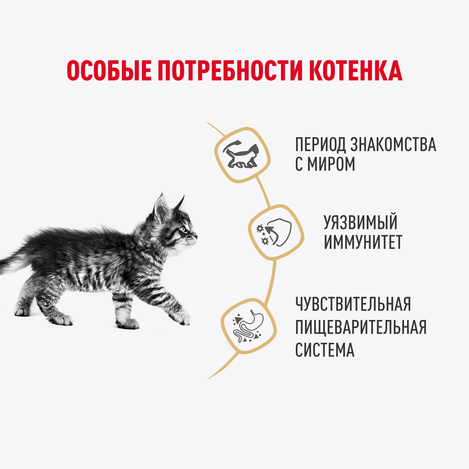 Корм для котят Royal Canin 85г Maine Coon Kitten соус для котят мейн кун пауч - фото 3