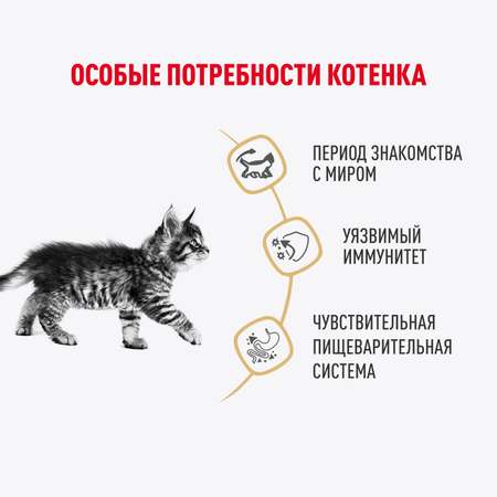 Корм для котят Royal Canin 85г Maine Coon Kitten соус для котят мейн кун пауч