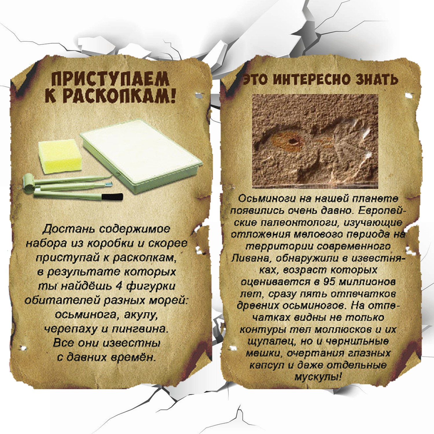 Набор для раскопок Bondibon - фото 6