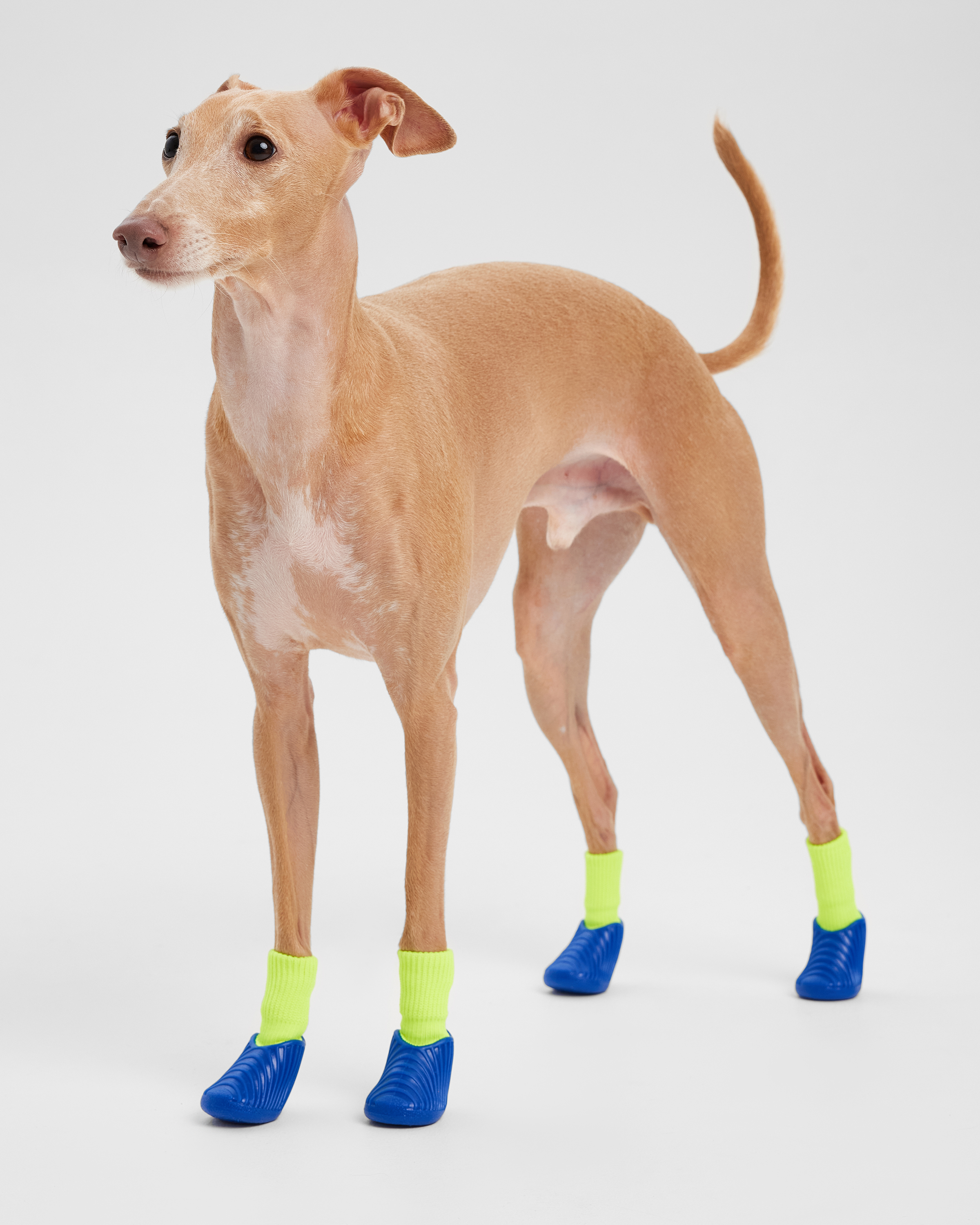 Ботинки для собак Зоозавр 4 шт - фото 1