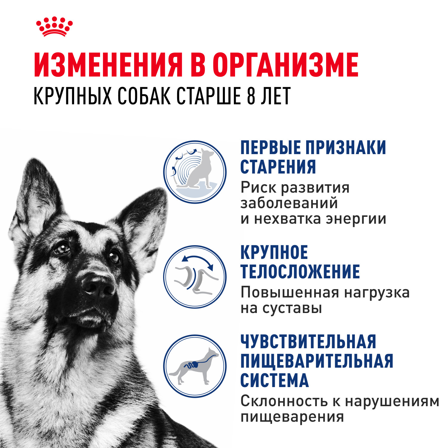 Корм для собак ROYAL CANIN пожилых крупных пород 15кг - фото 2