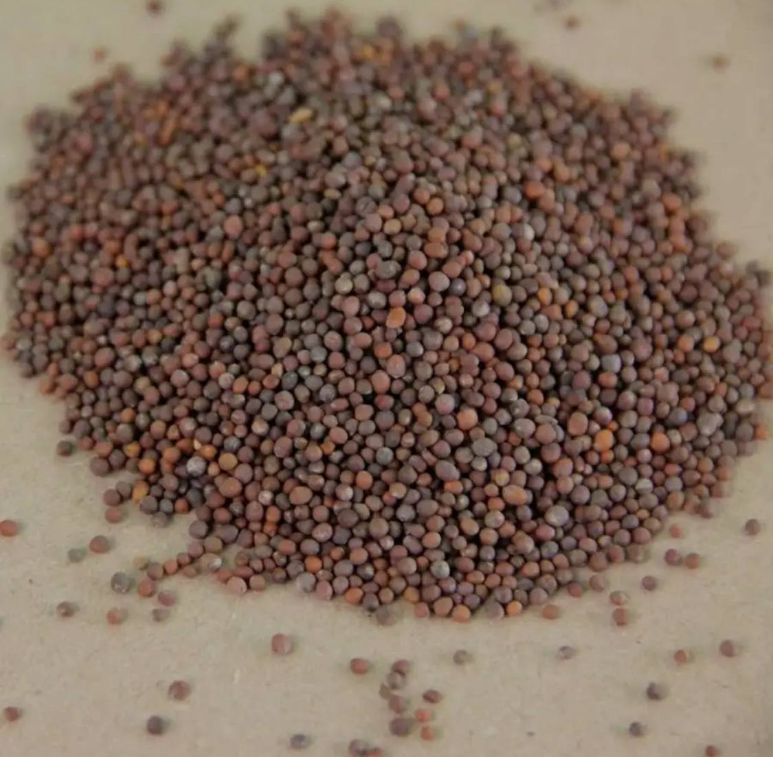 Семена для микрозелени MegaMedia брокколи - фото 2