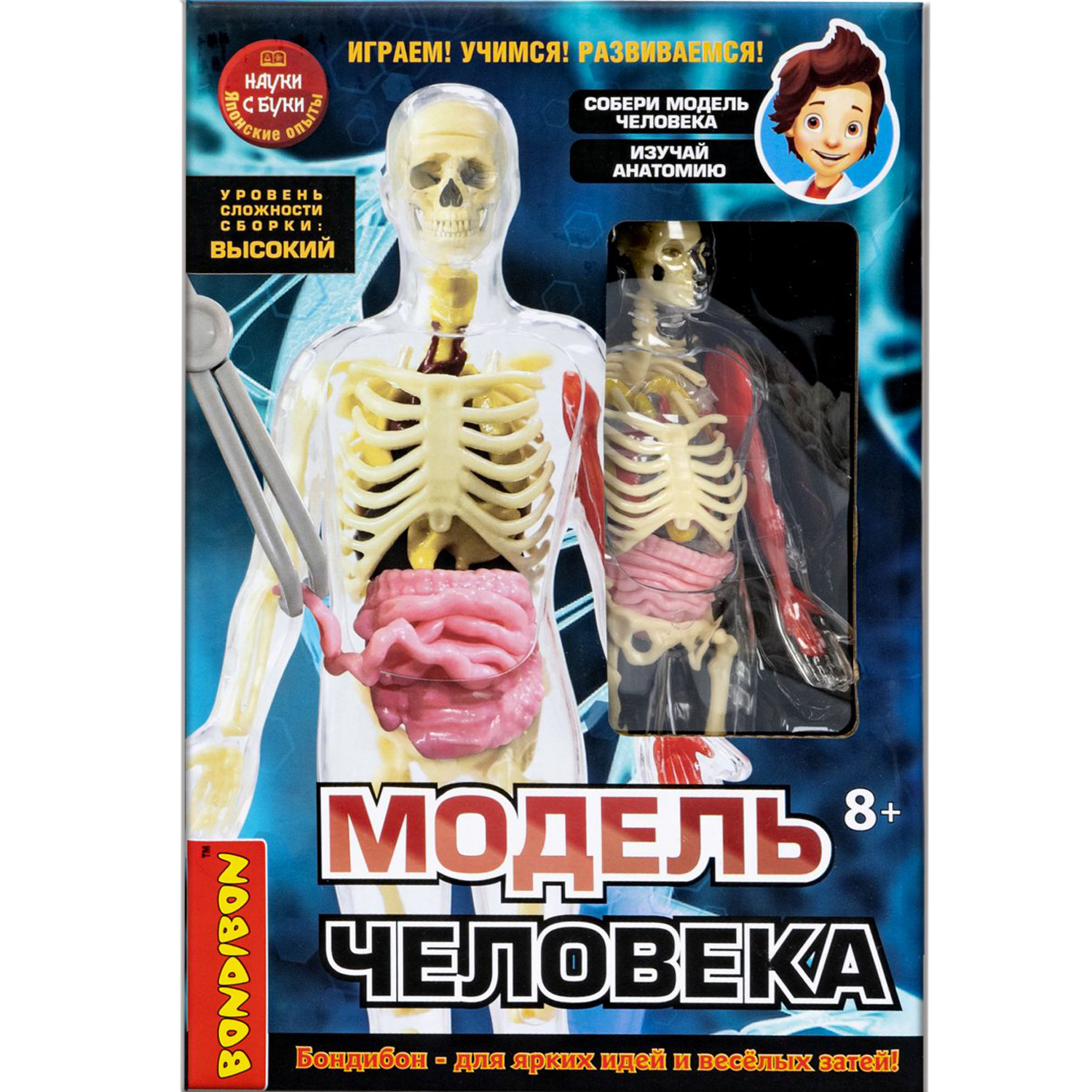 Набор для опытов Bondibon Модель человека - фото 9