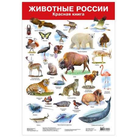 Набор обучающих плакатов Дрофа-Медиа Живая природа 8 видов 3964