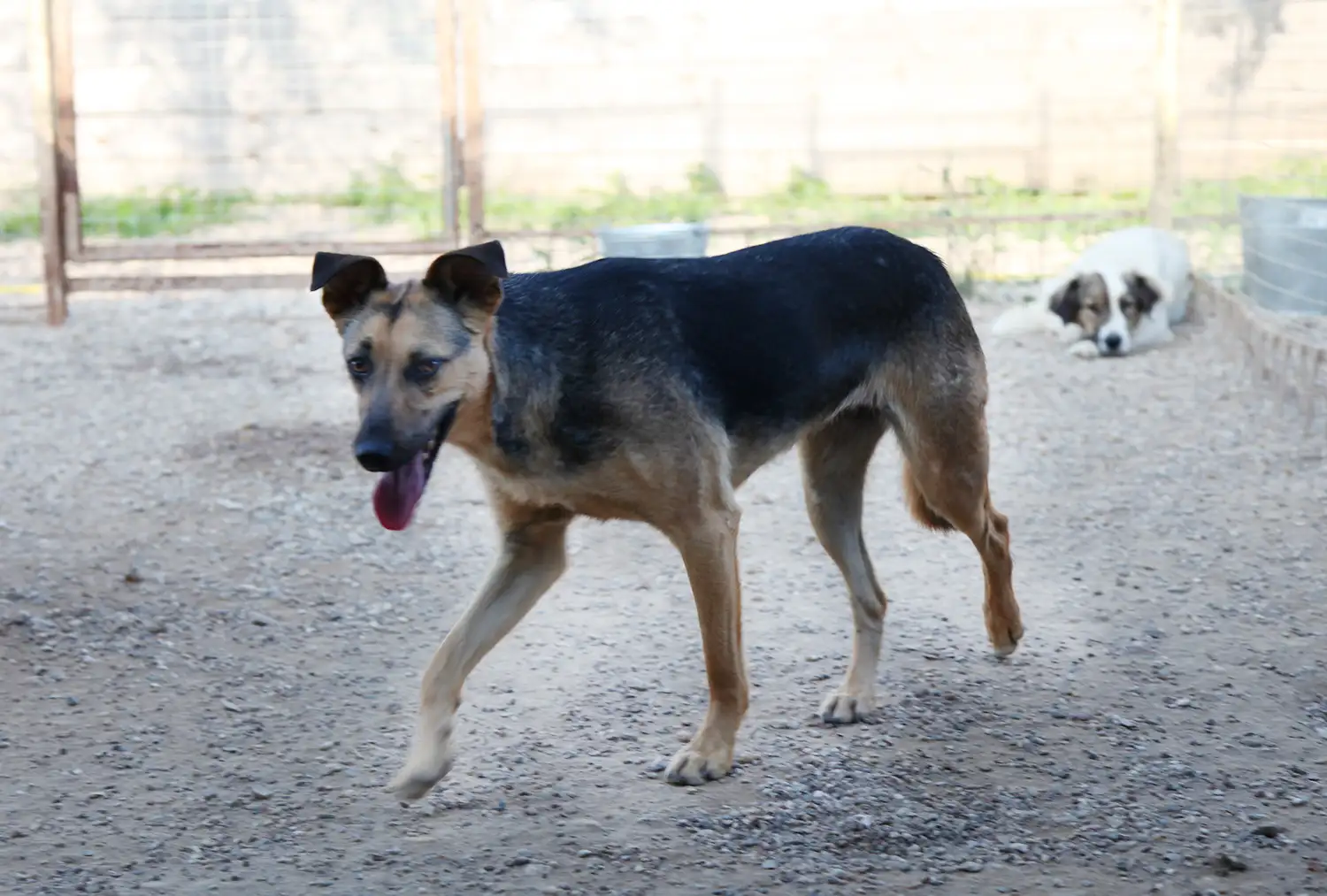 Собака Принцесса - фото 4