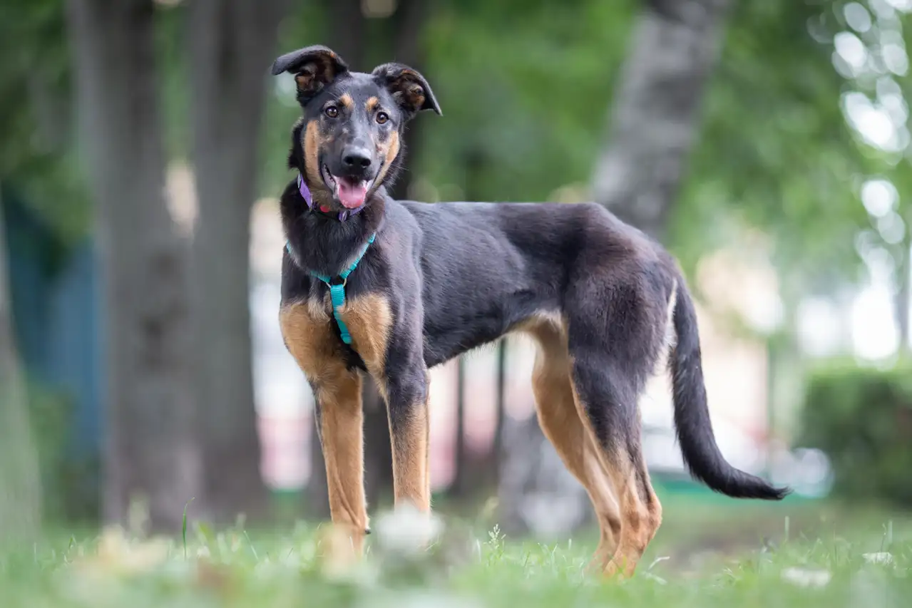 Собака Унта - фото 1