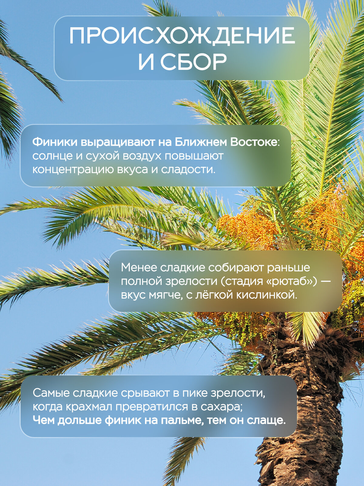Финики Narmak Королевские без сахара 500гр - фото 4