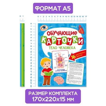 Карточки Проф-Пресс обучающие 3 набора по 16 шт 17х22 см динозавры+тело человека+транспорт