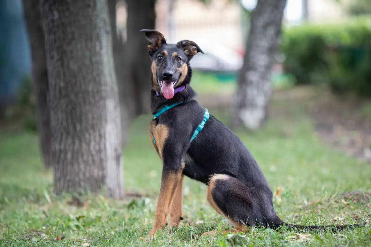 Собака Унта - фото 3