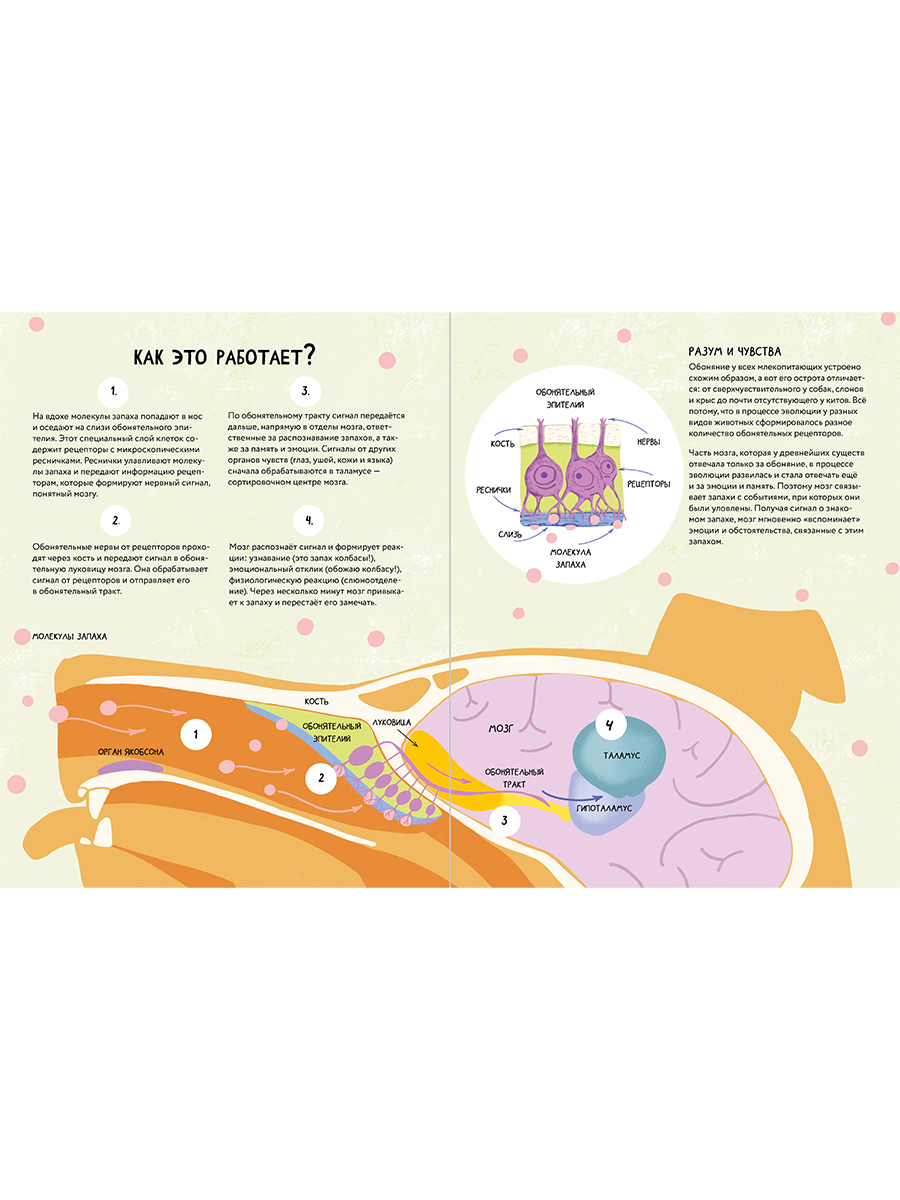 Книга Альпина. Дети Я тебя чую! Путешествие в мир запахов - фото 5