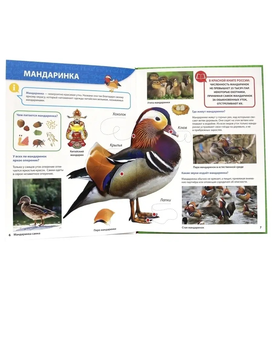 Книга Проф-Пресс Первая детская энциклопедия Всё о красной книге малышам - фото 3