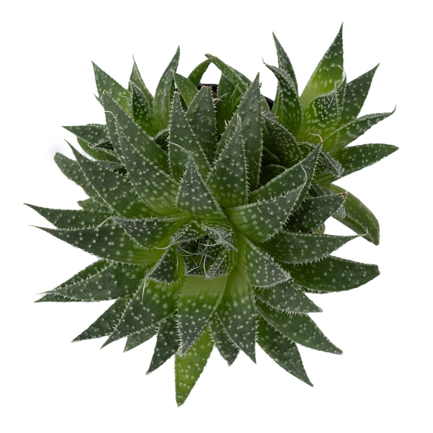 Растение ЕТК Суккуленты D7 в ассортименте - фото 22