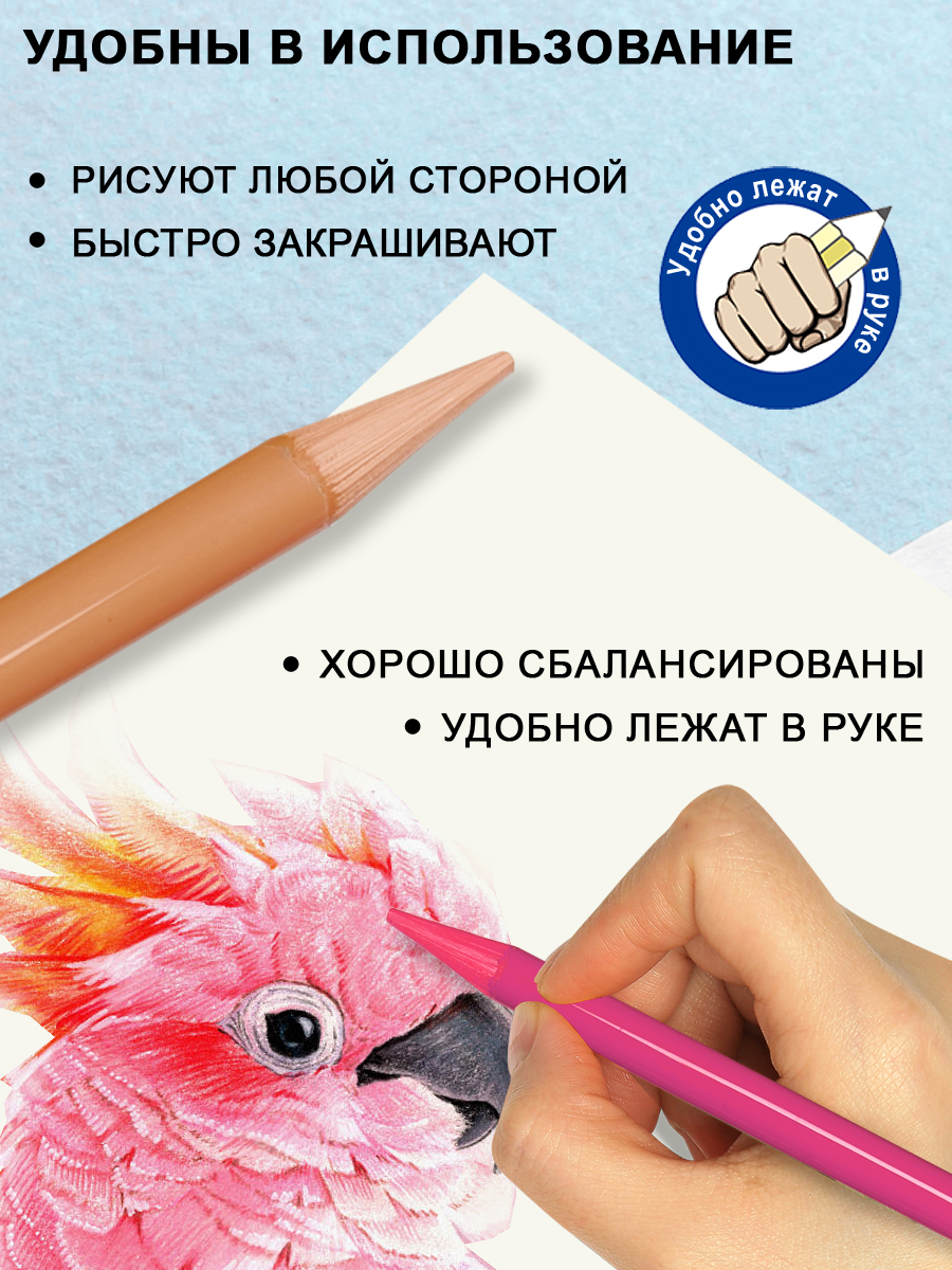 Карандаши ACMELIAE 12 шт. - фото 4