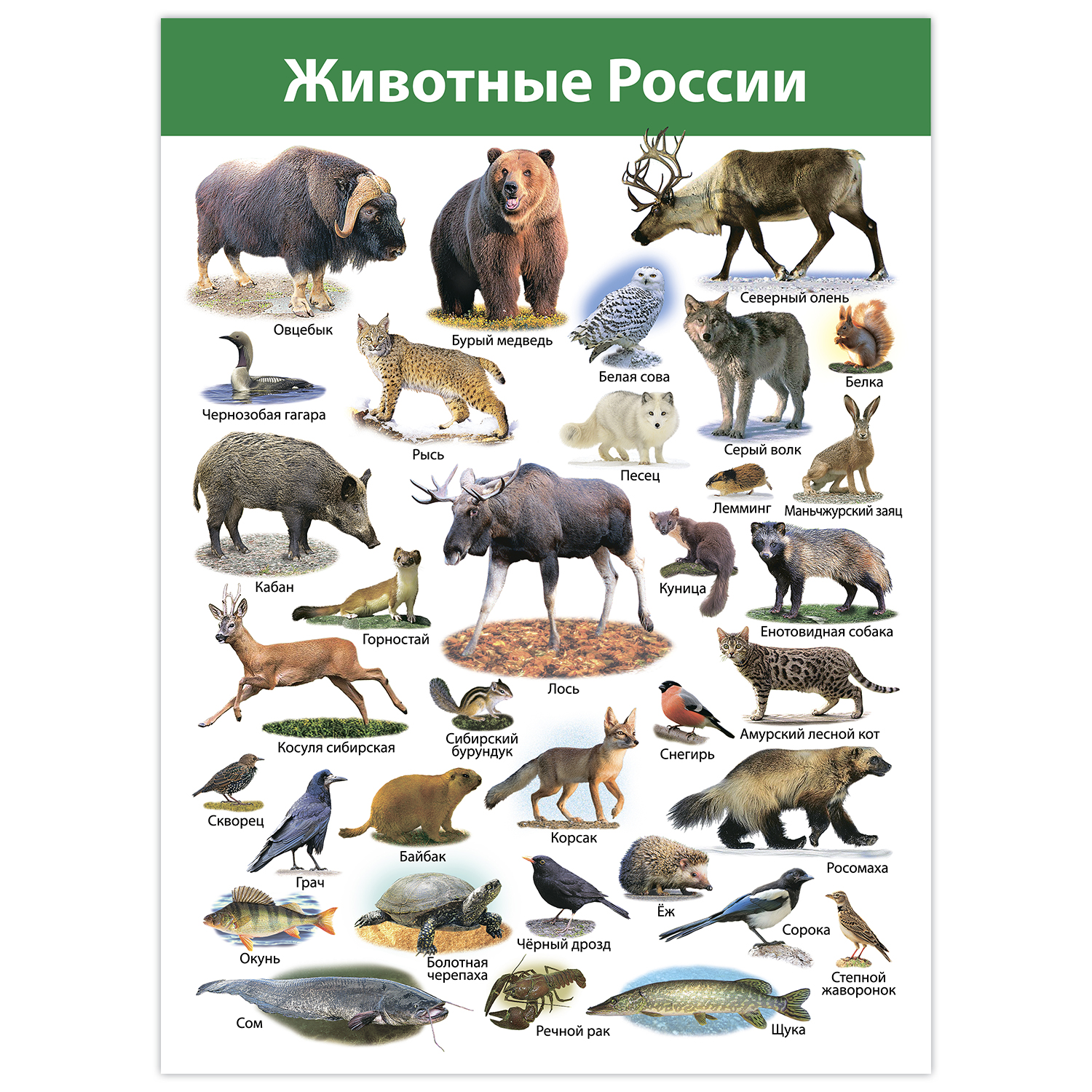 Настольная игра Дрофа-Медиа - фото 8