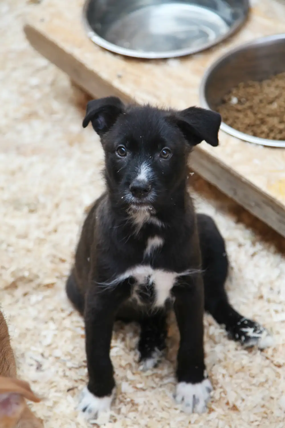 Собака Кристя - фото 2