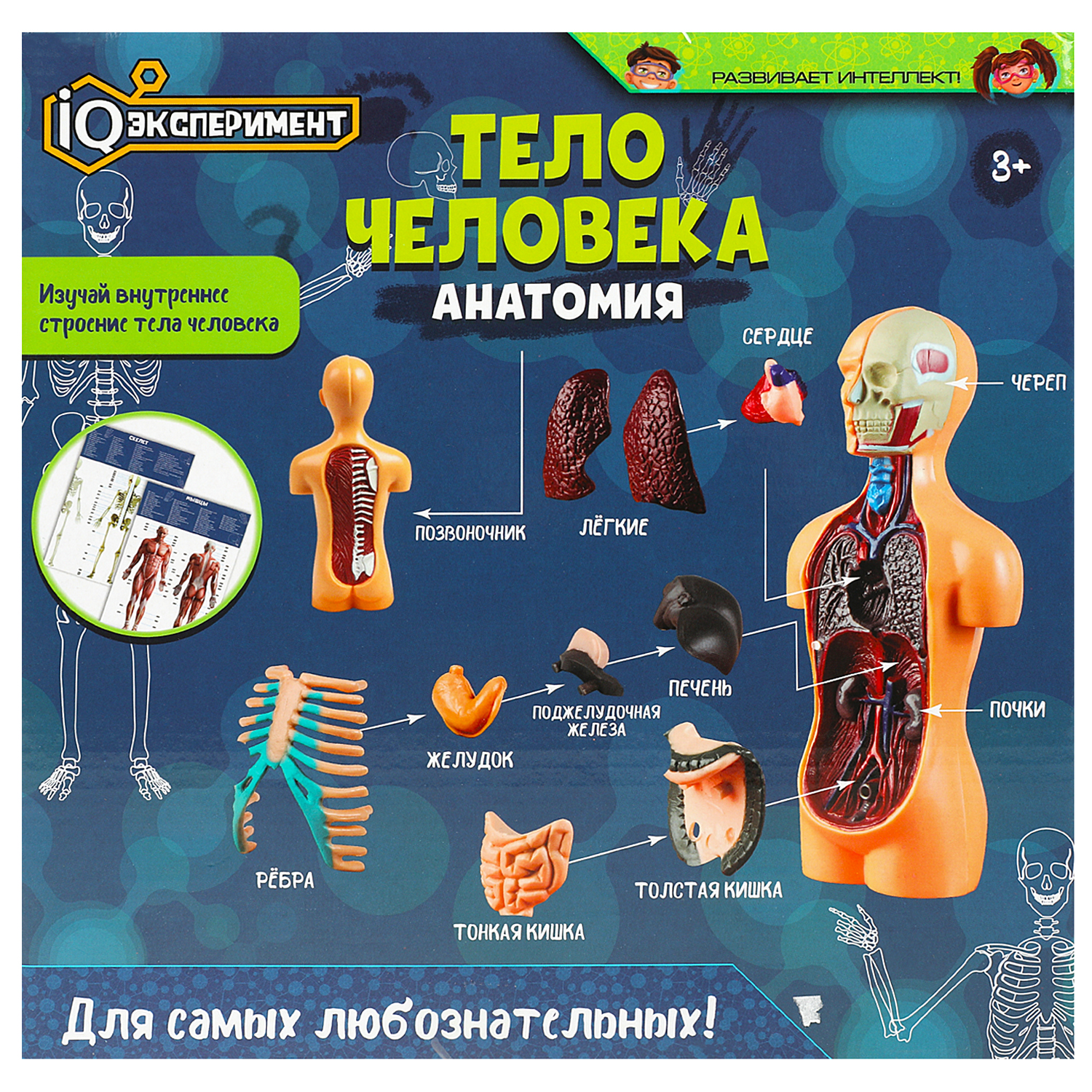 Настольная игра Играем вместе Тело человека - фото 5