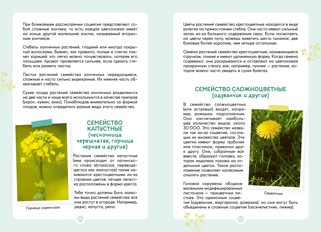 Книга Махаон Франсуа Куплан , Роберт Каплан. Растения вокруг нас - фото 8