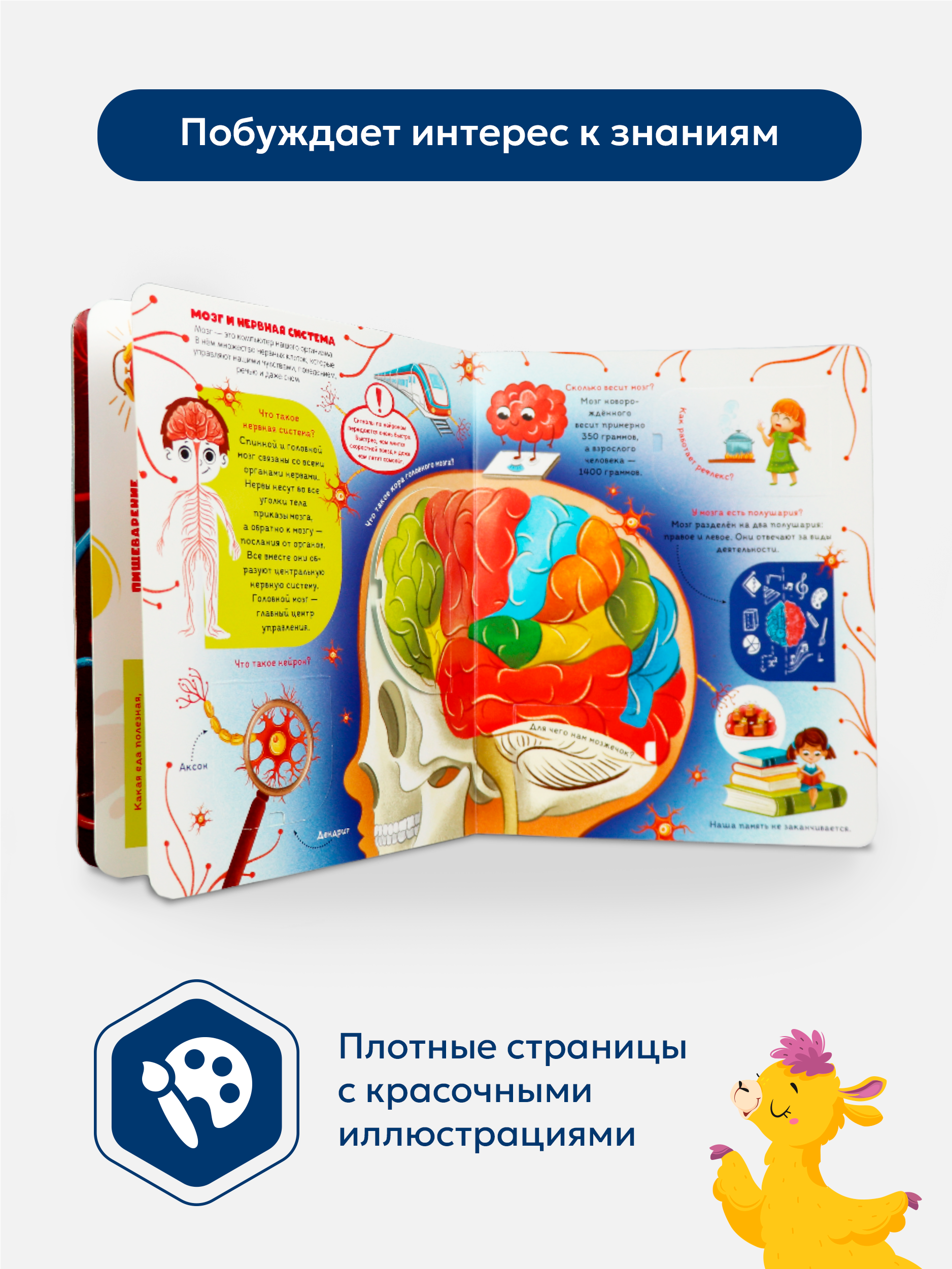 Набор книг с окошками Malamalama Энциклопедии как устроен человек и вирусы и бактерии - фото 2
