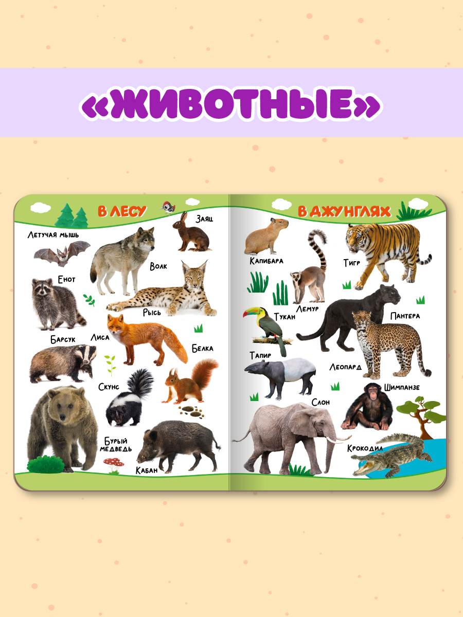 Книжки Проф-Пресс картонные для малышей. 4 шт. Животные+изучаем цвета+счёт+транспорт. 16х22 см - фото 6