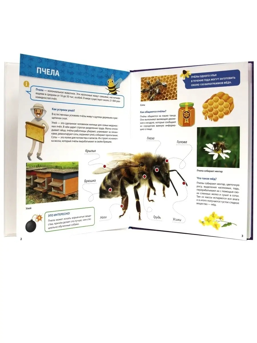 Книга Проф-Пресс Первая детская энциклопедия Всё о насекомых малышам - фото 3