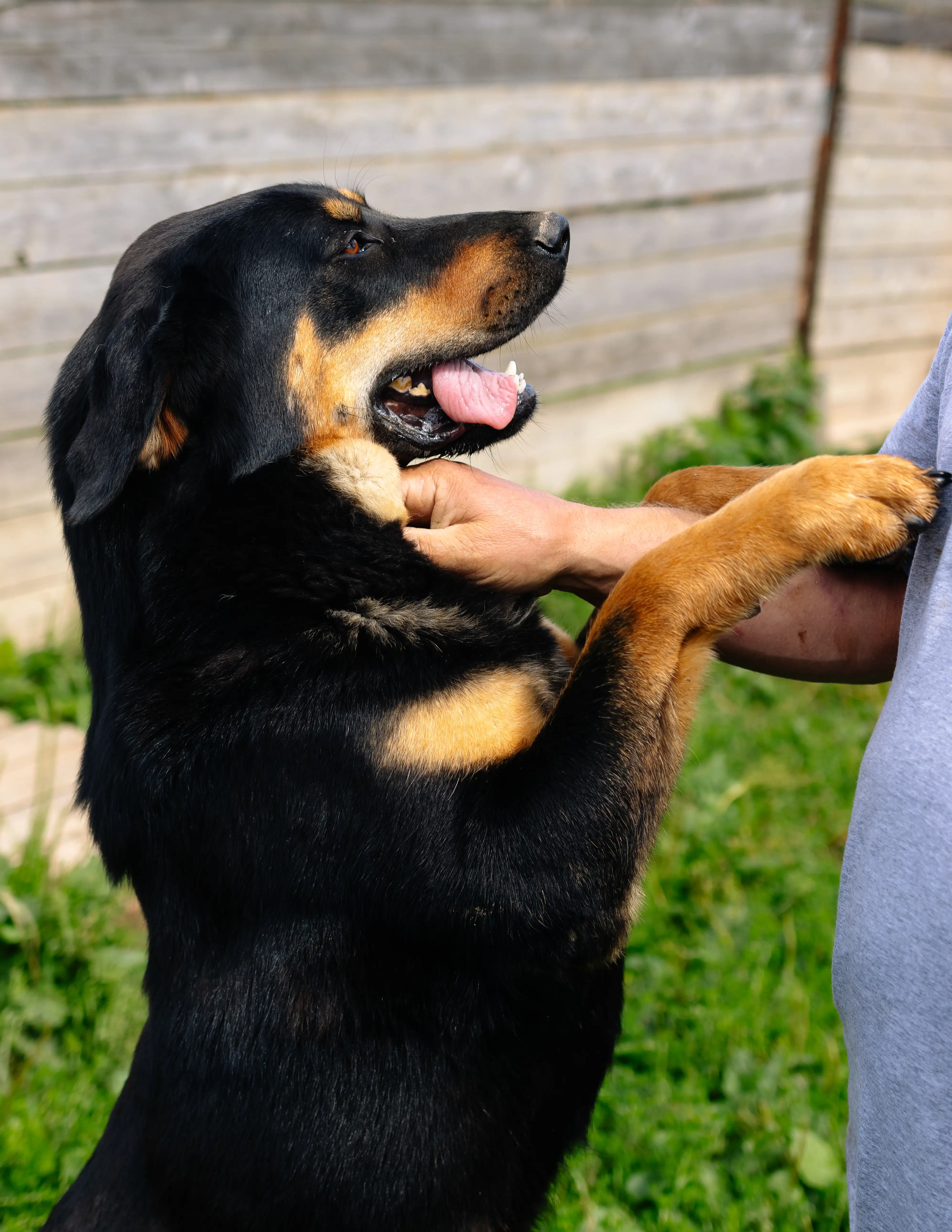 Собака Малышка - фото 2