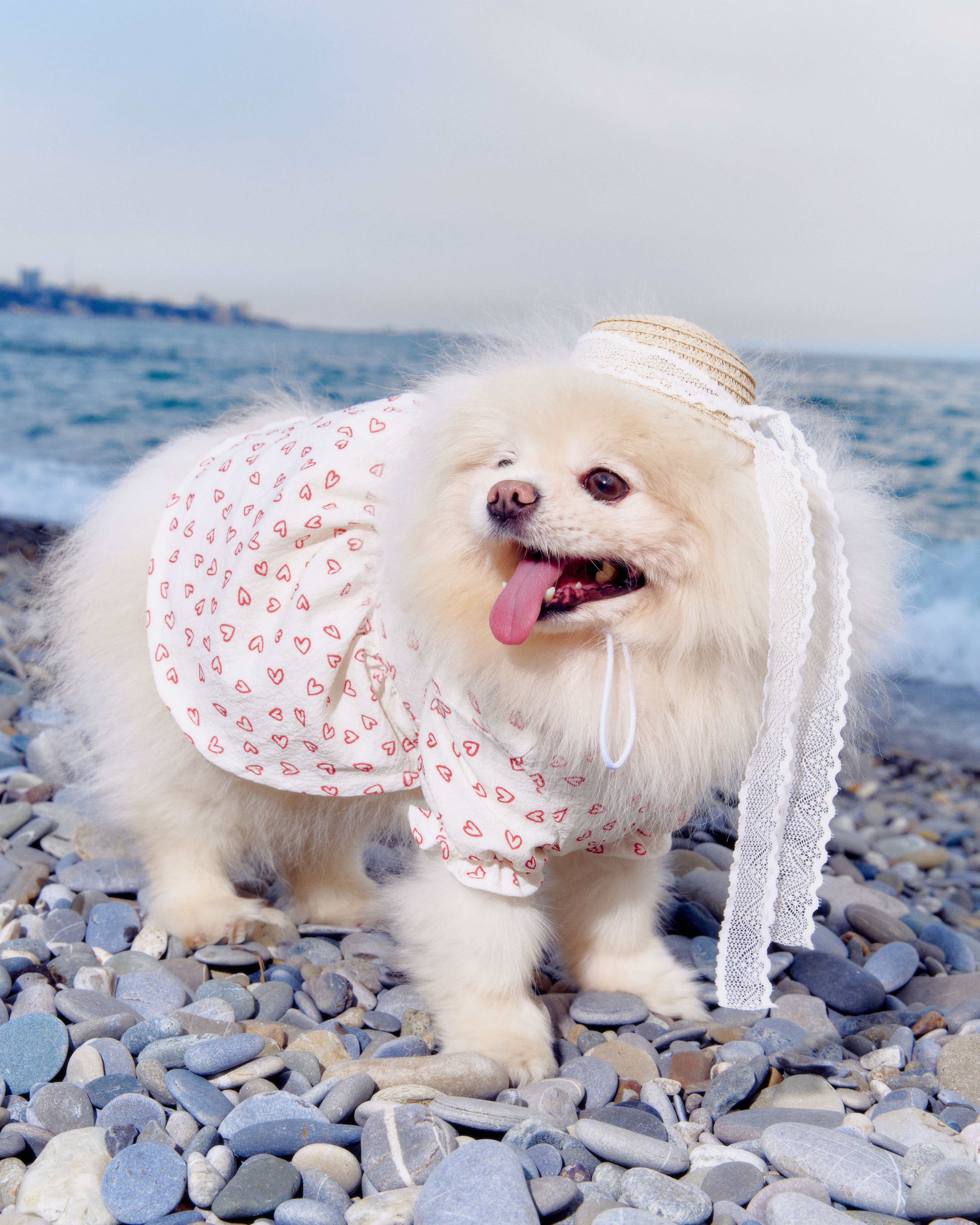 Платье для собак и кошек Зоозавр - фото 8