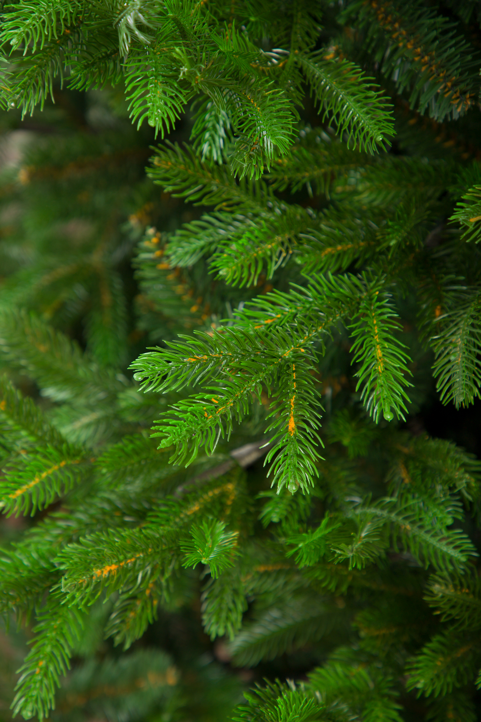 Ель Баронесса Империя Ёлок 120 см - фото 3