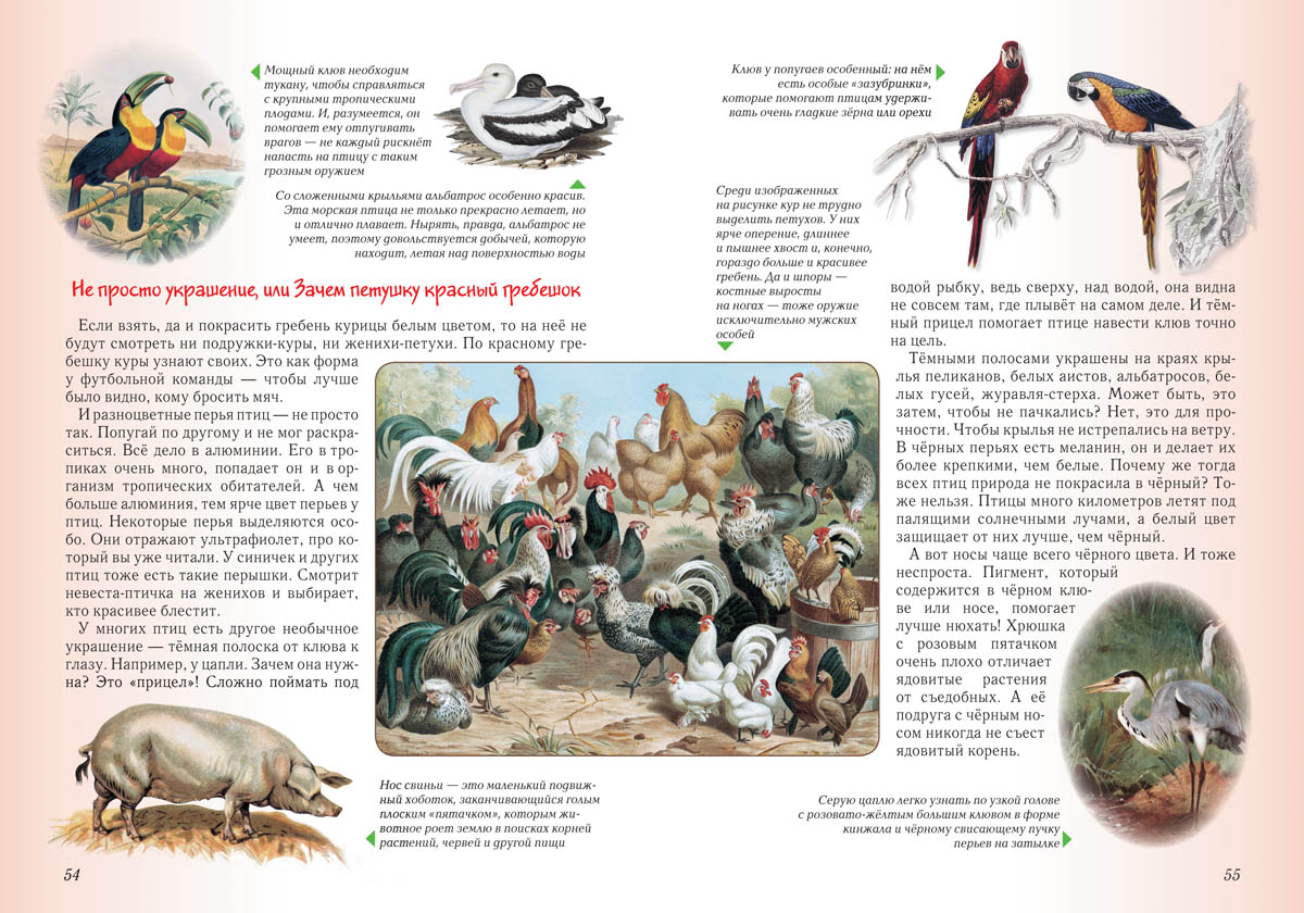 Книга Белый город Занимательная биология. - 2-е изд. - фото 4