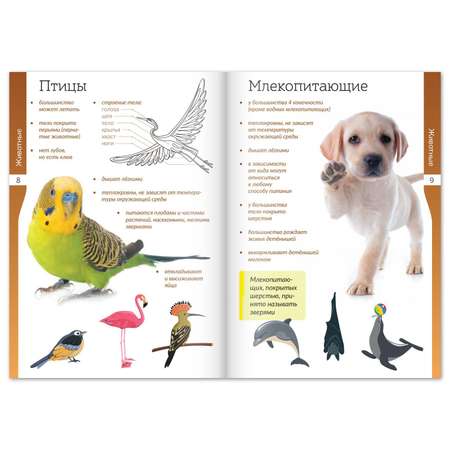 Набор книг-шпаргалок Буква-ленд Мир природы и человека Буква-ленд