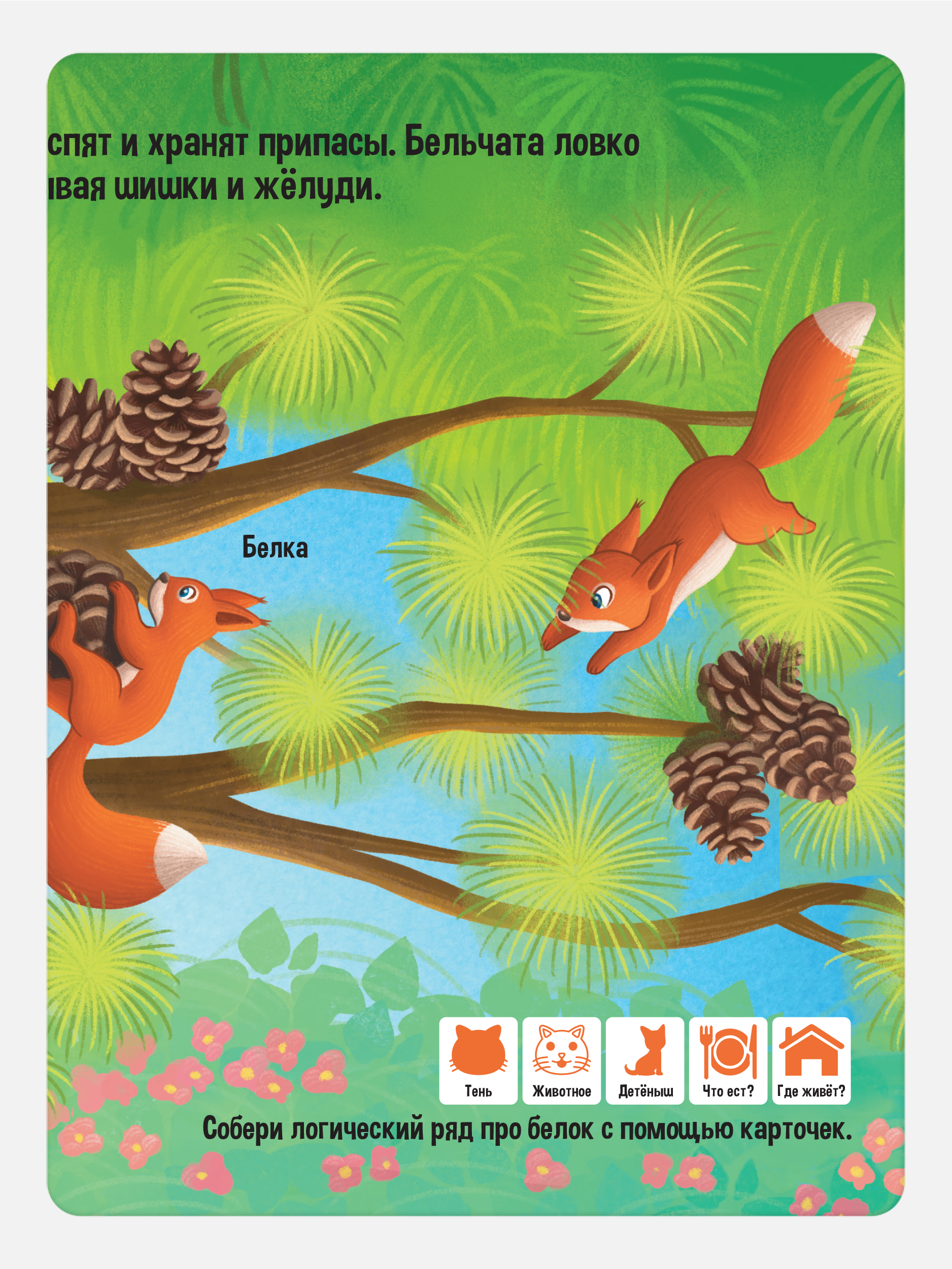 Энциклопедия для малышей Malamalama Развивающая книга Животные - фото 8