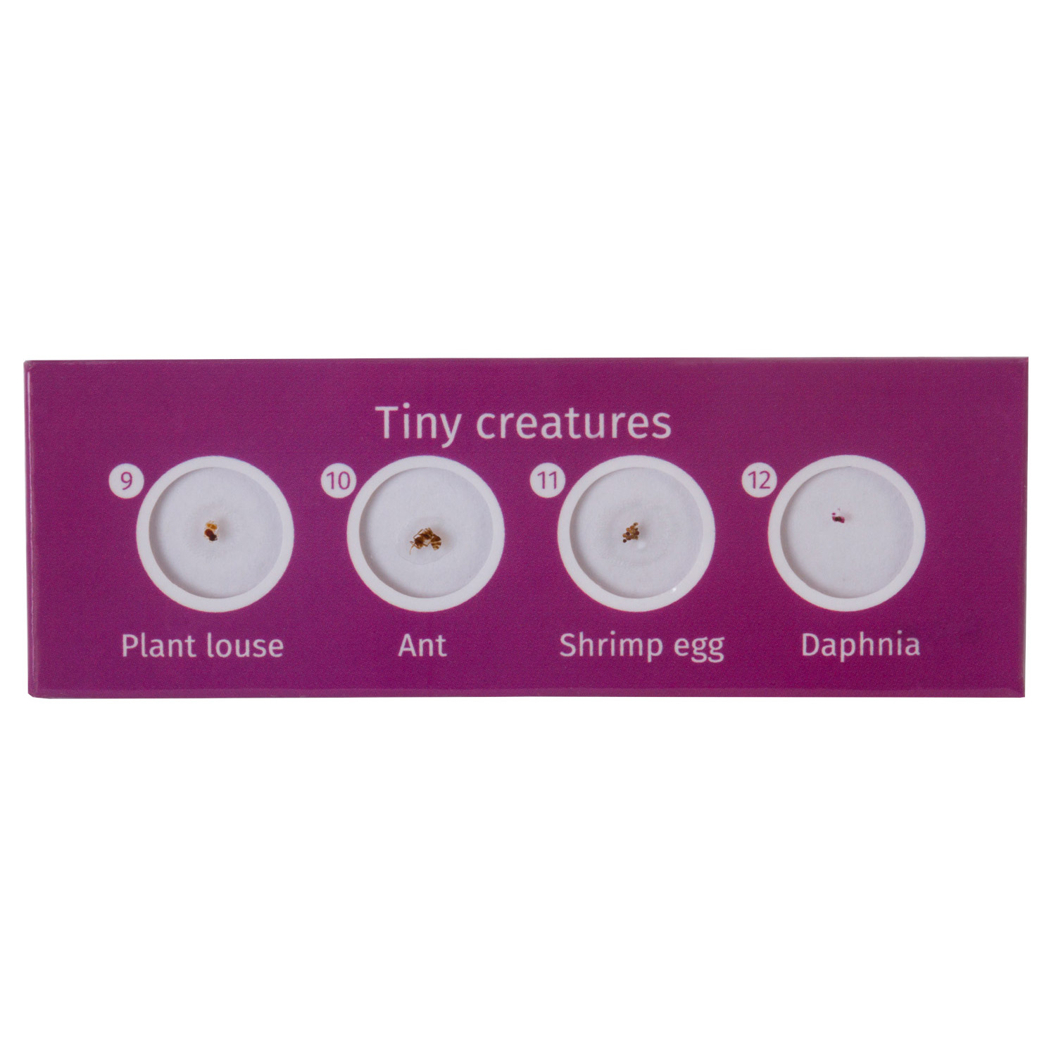 Наглядное пособие Levenhuk - фото 4