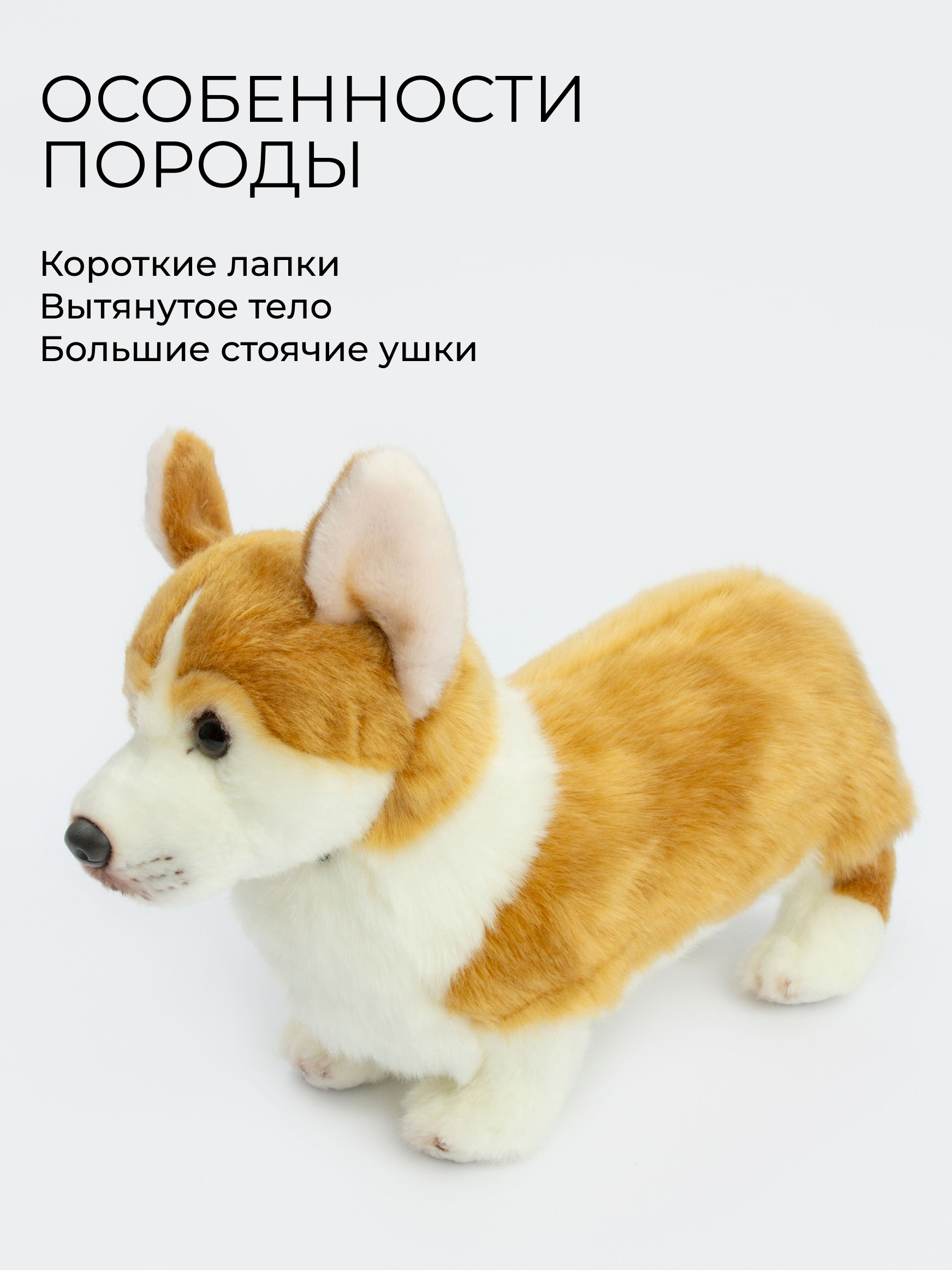 Мягкая игрушка GULLIVER toys Корги Коржик, 30 см - фото 3