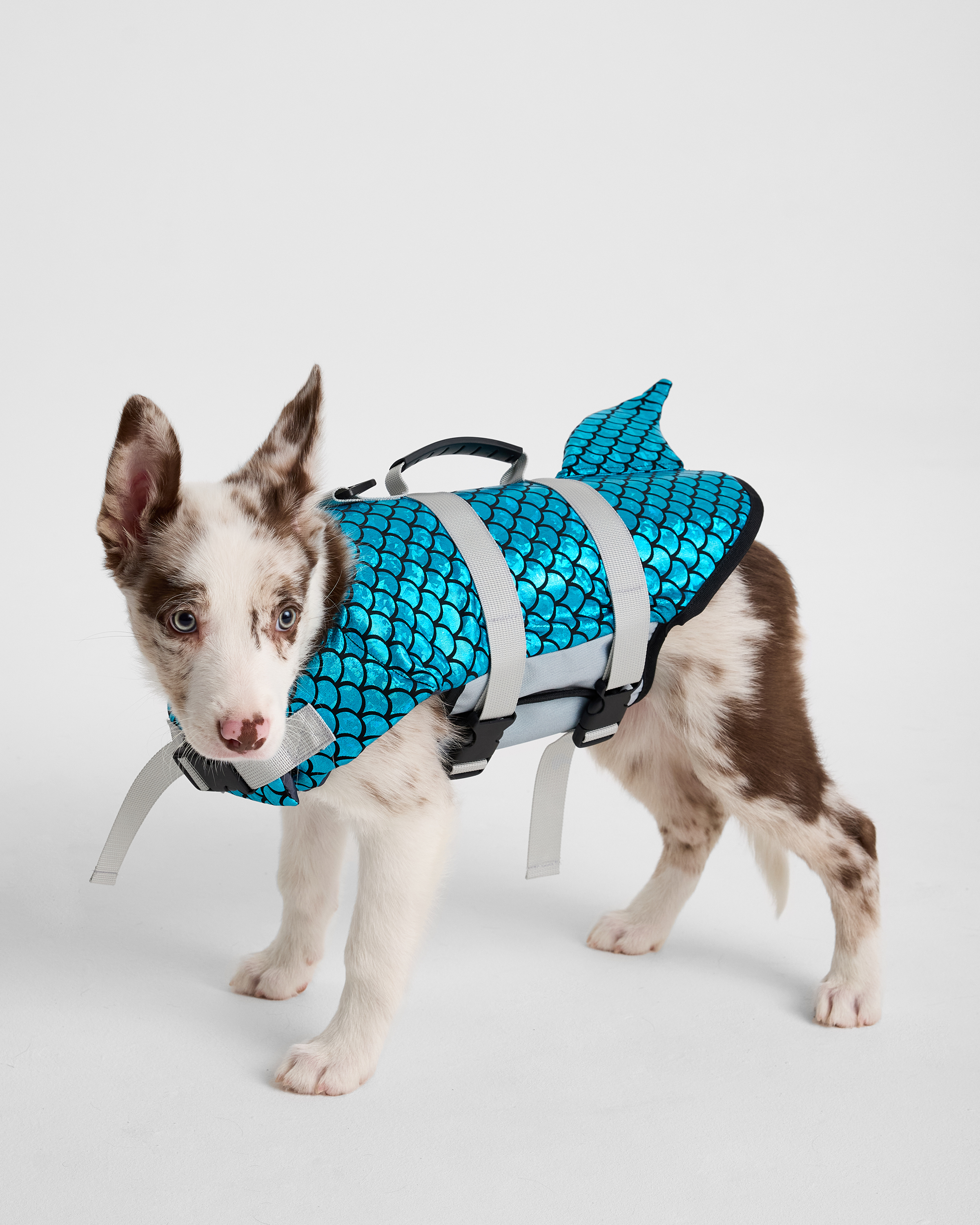 Изображение товара Плавательный жилет для собак Зоозавр: M