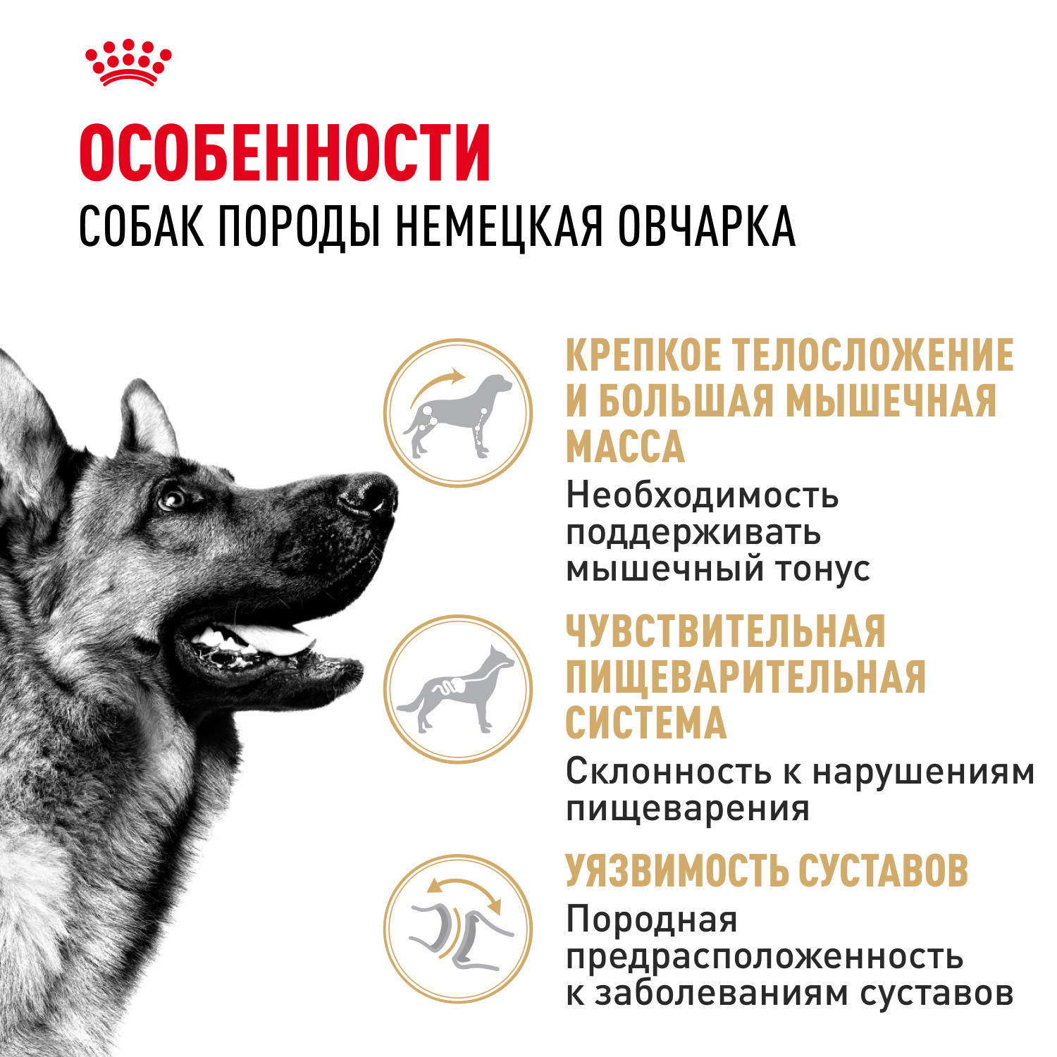 Корм для собак ROYAL CANIN German Shepherd породы немецкая овчарка 11кг - фото 2