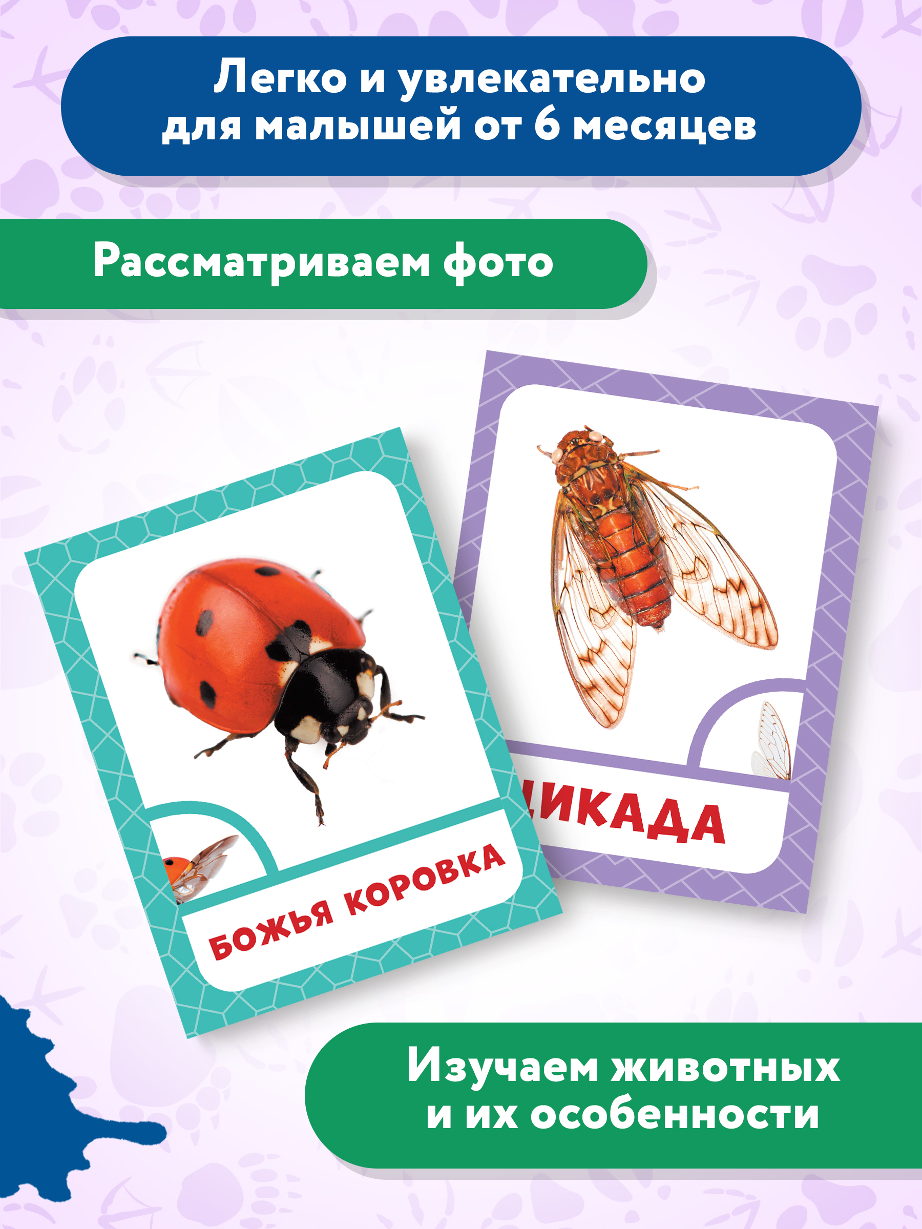 Книга Феникс Премьер Насекомые. Фотоброшюра 0+ - фото 7