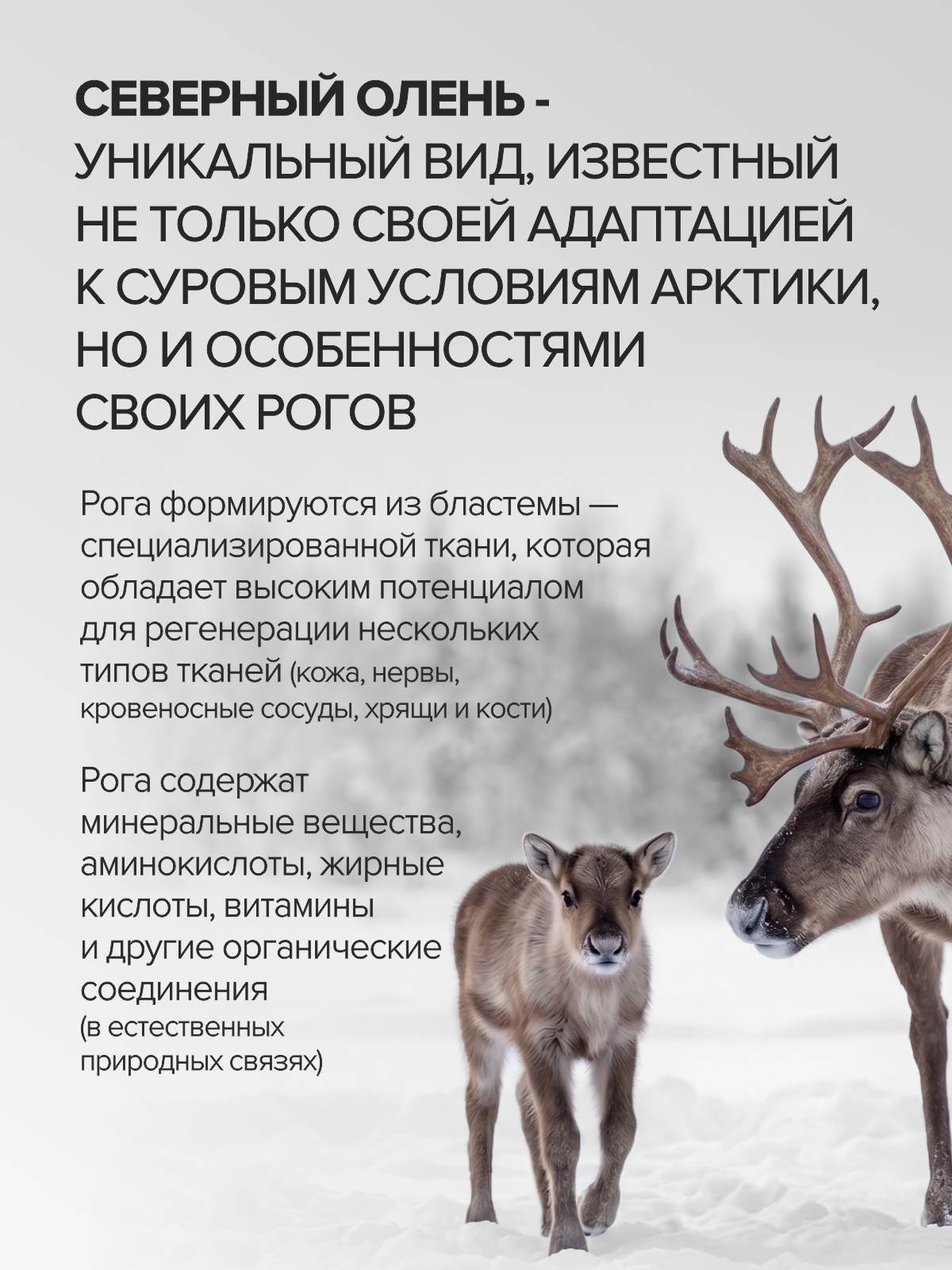 Комплекс витаминов CigaPan Цыгапан мультивитамины для женщин и мужчин 60 капсул - фото 14