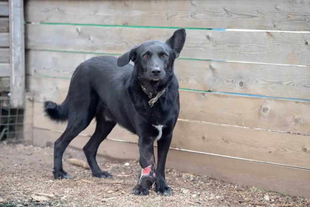 Собака Савёл - фото 2