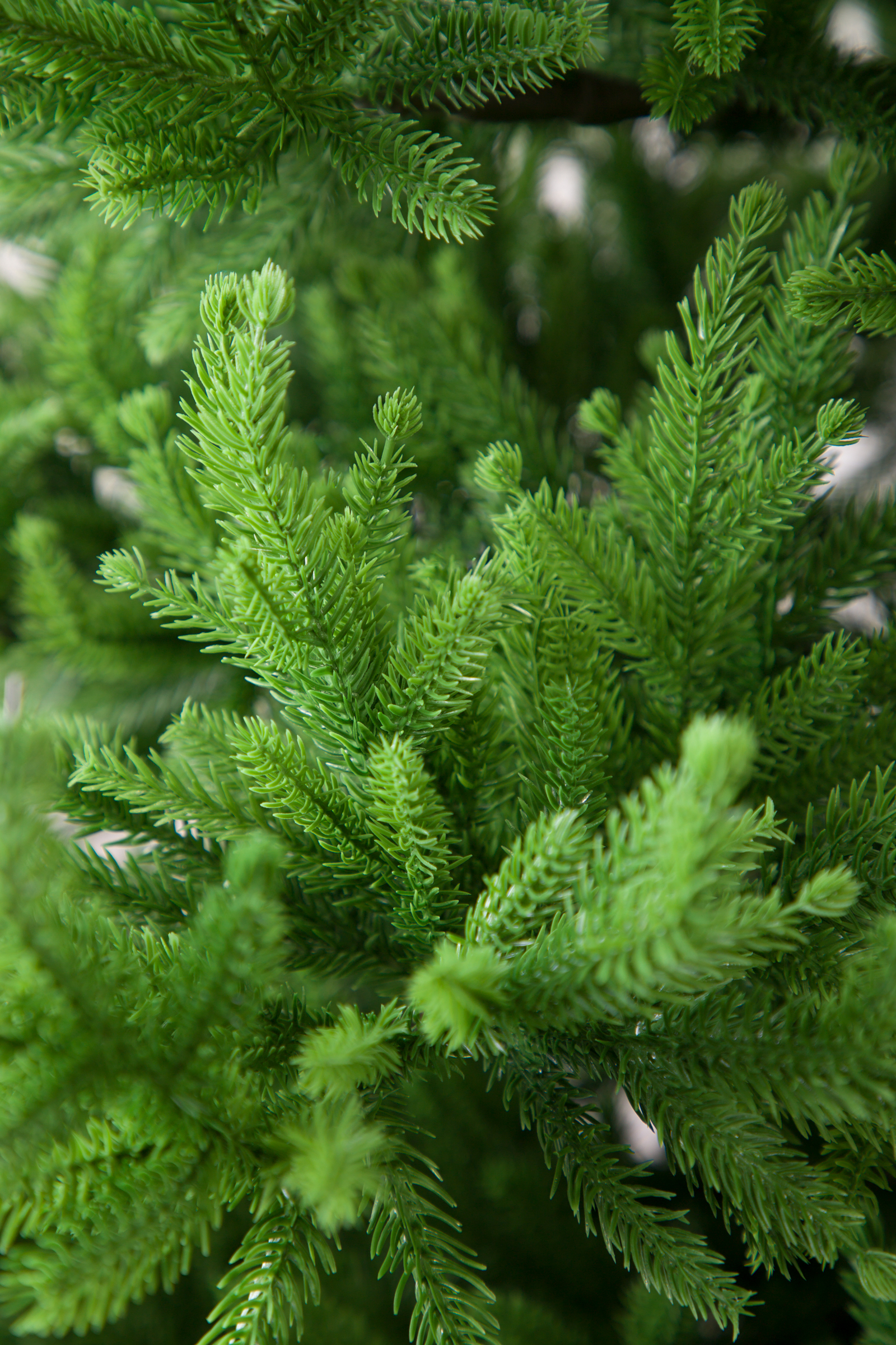 Ель Византийская Империя Ёлок 185 см - фото 6