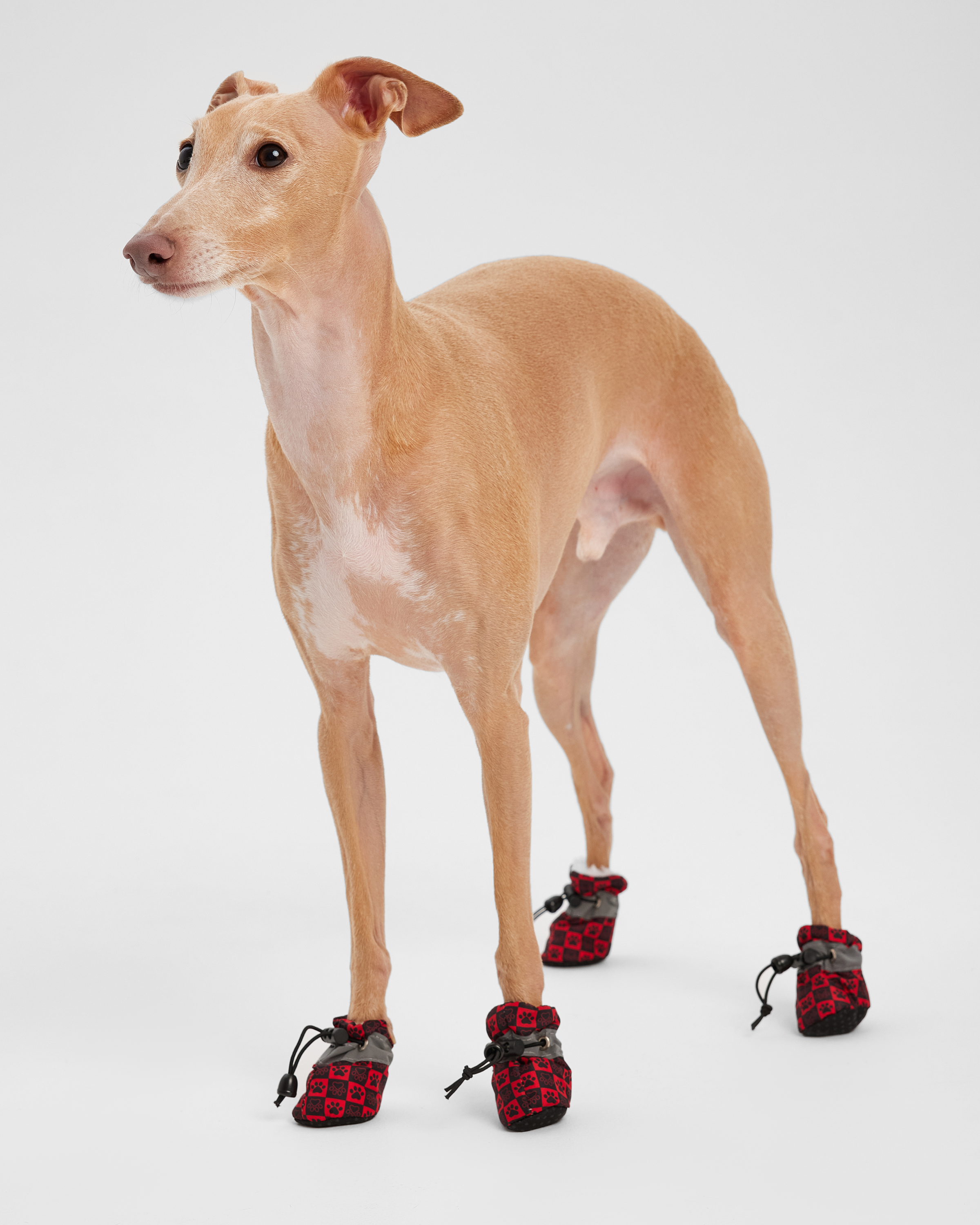 Ботинки для собак Зоозавр 4 шт - фото 1