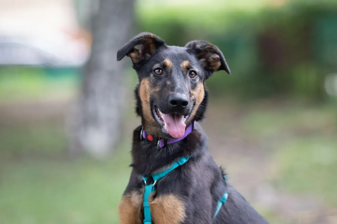 Собака Унта - фото 4